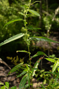 Salix nigra (black willow)