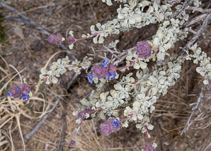 Salvia dorrii (desert sage, tobacco sage, door’s sage, purple sage)