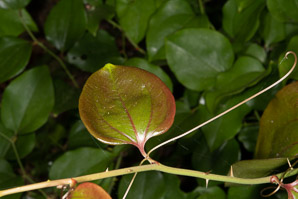 Smilax rotundifolia (common greenbrier, roundleaf greenbrier)