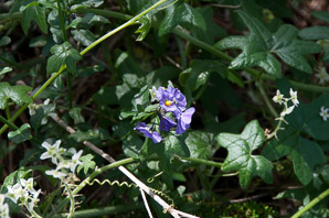 Solanum parishii (Parish’s purple nightshade, Parish’s nightshade)