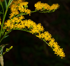 Solidago juncea (early goldenrod)