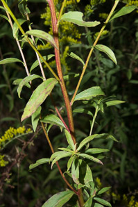 Solidago juncea (early goldenrod)