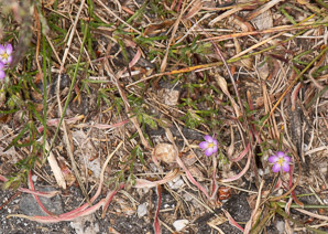 Spergularia rubra (red sandspurry, roadside sand-spurry)