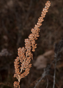 Spiraea tomentosa (steeplebush, hardhack)