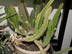 Stapelia gigantea (carrion flower, Zulu giant)