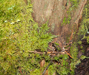Thuidium delicatulum (delicate fern moss, fern moss, common fern moss, delicate thuidium moss)