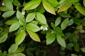 Vaccinium angustifolium (lowbush blueberry, blueberry)