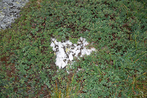 Vaccinium uliginosum (bog huckleberry, bog bilberry, northern bilberry, bog blueberry, alpine blueberry)