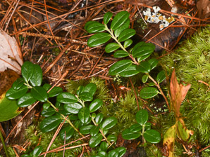 Vaccinium vitis-idaea (lingonberry, mountain cranberry, cowberry, foxberry, red whortleberry, low bush cranberry, low bush partridgeberry, partridgeberry)