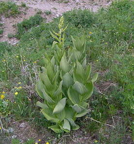 Veratrum californicum (corn lily, California corn lily)