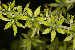 Veratrum viride (false hellebore, green false hellebore, Indian poke, American hellebore)