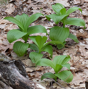 Veratrum viride (false hellebore, green false hellebore, Indian poke, American hellebore)