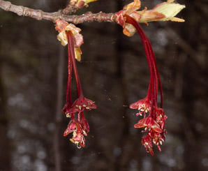 Acer rubrum (red maple, swamp maple, soft maple)