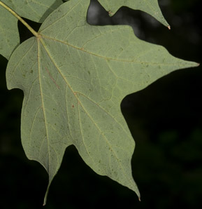 Acer saccharum (sugar maple)