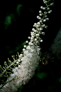 Actaea racemosa (black bugbane)
