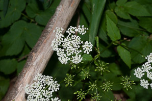 Aegopodium podagraria (ground elder, herb gerard, bishop’s weed, goutweed, gout wort, snow-in-the-mountain, English masterwort, wild masterwort, bishop’s goutweed)
