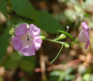 Agalinis heterophylla (prairie false foxglove)