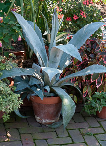 Agave americana (century plant, American century plant)