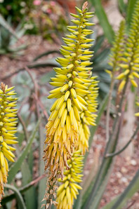 Aloe vera (medicinal aloe, aloe vera)