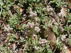 Antennaria microphylla (rosy pussytoes)