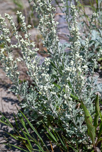 Artemisia stelleriana (hoary mugwort, Dusty Miller, beach wormwood, oldwoman)