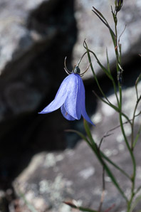 Campanula rotundifolia (bluebell, harebell, bluebell bellflower)