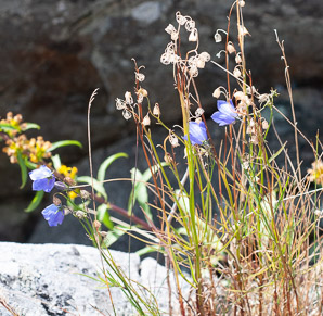 Campanula rotundifolia (bluebell, harebell, bluebell bellflower)