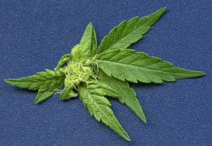 Cannabis sativa (marijuana)