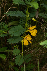 Chamaecrista nictitans (wild sensitive plant, wild sensitive-pea, sensitive partridge pea)