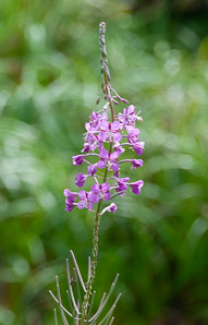 Chamerion angustifolium (fireweed)