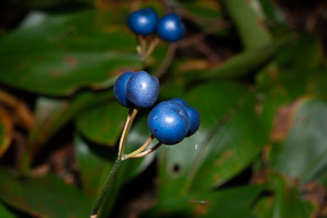 Clintonia borealis (yellow clintonia, bluebead lily, blue-bead lily, clintonia, Clinton’s lily, corn lily, cow tongue, yellow beadlily, yellow bluebeadlily, snakeberry, dogberry, straw lily, bluebead)