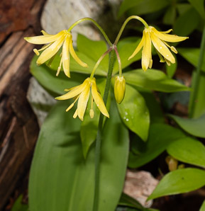 Clintonia borealis (yellow clintonia, bluebead lily, blue-bead lily, clintonia, Clinton’s lily, corn lily, cow tongue, yellow beadlily, yellow bluebeadlily, snakeberry, dogberry, straw lily, bluebead)