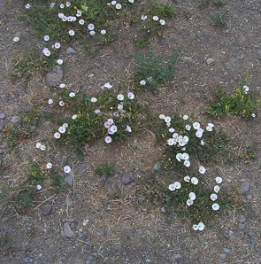 Convolvulus arvensis (field bindweed)