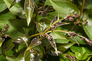 Cynanchum rossicum (European swallowwort, European swallow-wort)