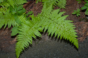 Dennstaedtia punctilobula (hay-scented fern, eastern hayscented fern)