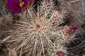 Echinocereus engelmannii (hedgehog cactus, calico cactus, dagger-spine hedgehog, Engelmann’s hedgehog, Howe hedgehog, Indian strawberry cactus, Munz’s hedgehog cactus, needle-spine hedgehog, purple-spined hedgehog, strawberry hedgehog, varied-spine hedgehog, Engelmann hedgehog, Engelmann’s hedgehog cactus)