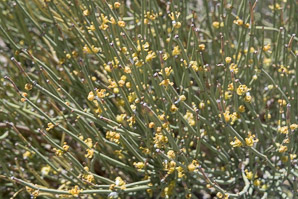 Ephedra trifurca (longleaf jointfir, Mexican tea)
