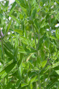 Epilobium hirsutum (great willowherb, hairy willow-herb, great hairy willowherb, apple-pie, cherry-pie, codlins-and-cream, codlins and cream)