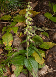 Epipactis helleborine (broad-leaved helleborine, broadleaf helleborine)
