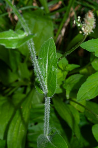 Erigeron philadelphicus (common fleabane, Philadelphia fleabane)