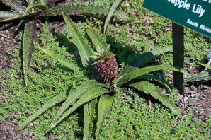 Eucomis vandermerwei (pineapple lily)