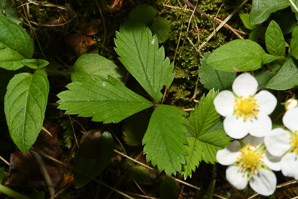 Fragaria virginiana (common strawberry, Virginia strawberry, wild strawberry, strawberry)