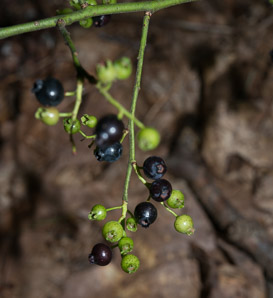 Gaylussacia baccata (black huckleberry, common huckleberry)