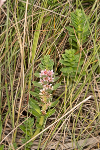 Glaux maritima (sea-milkwort, sea milkwort)