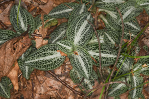 Goodyera pubescens (downy rattlesnake plantain, downy rattlesnake orchid)
