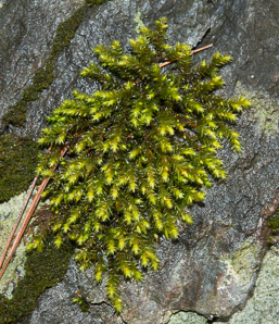 Hedwigia ciliata (white-tipped moss, fringed hoar-moss, ciliate hedwigia moss)