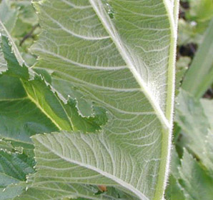 Heracleum maximum (cow parsnip, Indian celery, pushki, common cowparsnip)