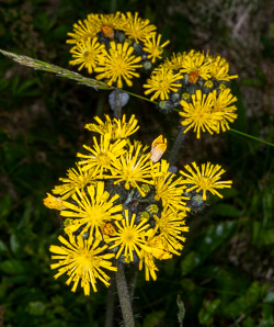 Hieracium caespitosum (field hawkweed, yellow hawkweed, meadow hawkweed, king devil, yellow paintbrush, devil’s paintbrush, yellow devil, yellow fox-and-cubs, yellow king-devil)