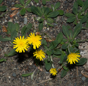 Hieracium pilosella (mouse ear, mouse ear hawkweed, mouseear hawkweed)