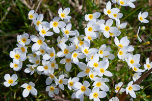 Houstonia caerulea (bluets, quaker ladies, azure bluet, bluet)